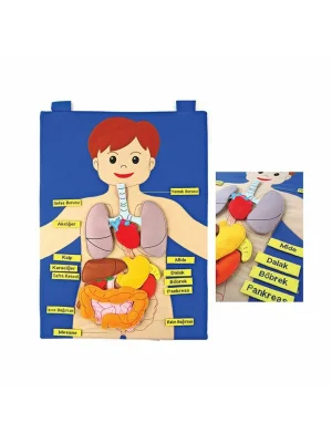 And-5120 Cırtlı Vücudumuz Pano