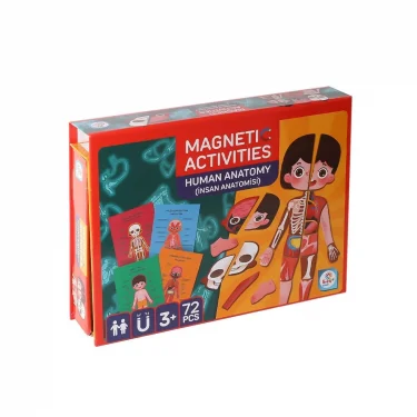 Lc986 Manyetik Aktivite İnsan Anatomisi -laço