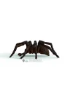 13987 Schleich - Aragog - Harry Potter Serisi +3 Yaş