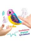 Sıl 88620 Digibirds Tekli Paket Seri-2 Asorti 8li Display