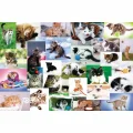 17332 Kedi Dünyası 60 Parça Puzzle -trefl Puzzle