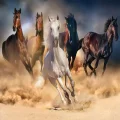 20769 Puzzle 1000 Wild Horses