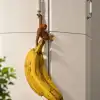 Maymun Muz Askısı