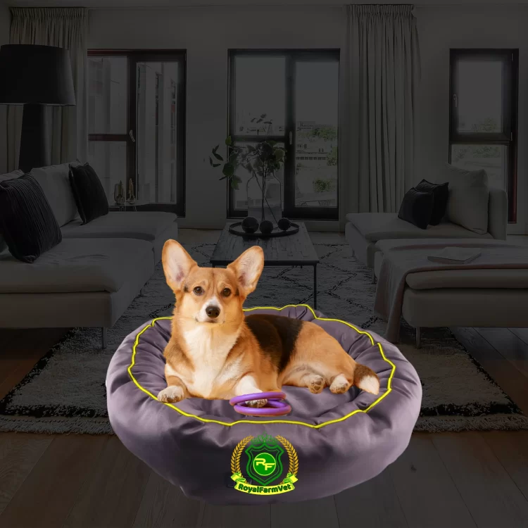 Simit Kedi ve Köpek Yatağı
