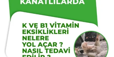 KANATLILARDA K VE B1 VİTAMİN EKSİKLİKLERİ NELERE YOL AÇAR ? NASIL TEDAVİ EDİLİR ?