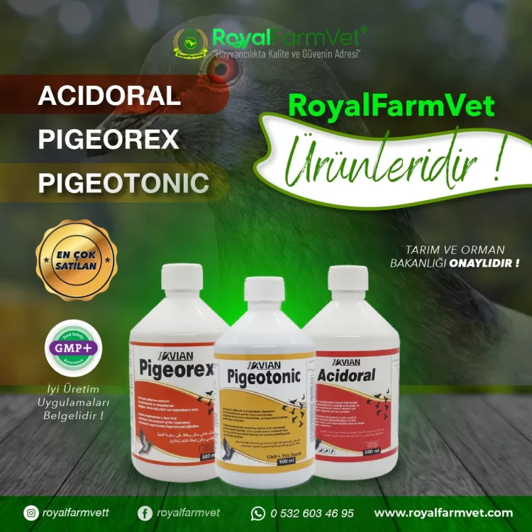 Royal İlaç Güvercin ve Kafes Kuşları İçin 500 Ml Muhteşem Üçlü Set (Pigeotonic+Pigeorex+Acidoral)