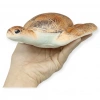 Deniz Hayvanları Serisi - Caretta Caretta 22 cm - 1 ADET