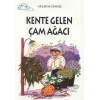 Tomurcuk 4-Kente Gelen Çam Ağacı