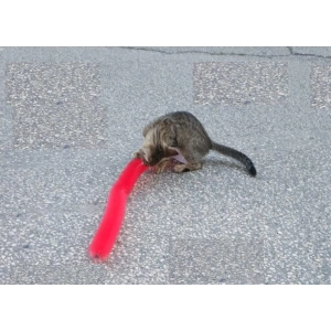 Kedi Tırmalama Fırçası - Kedi Oyuncağı