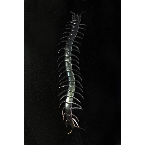 Şeffaf Renk Karanlıkta Parlayan Fosforlu Kırkayak 13 cm 1 Adet