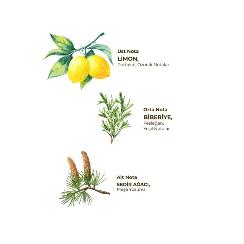 Eyüp Sabri Tuncer Yağmur Ormanları Kolonyası, Pet Şişe Sprey, 150 ml