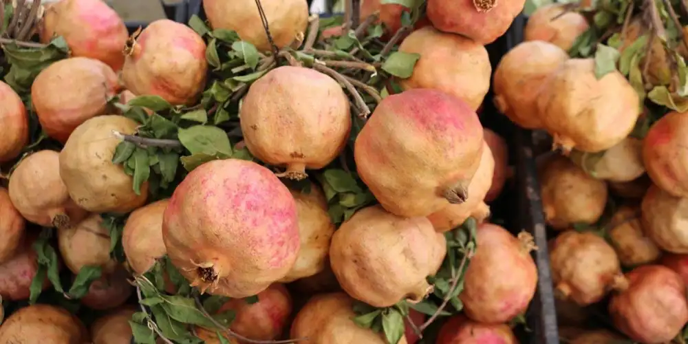 Doğunun Kırmızı Hazinesi: Siirt Zivzik Narı
