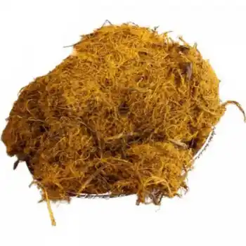 Meyan Kökü