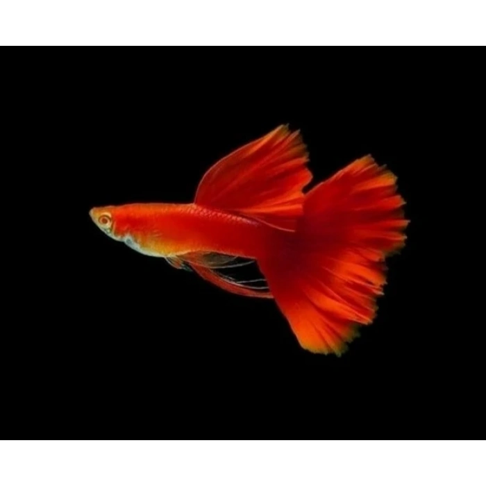 ALBİNO FULL RED LEPİSTES