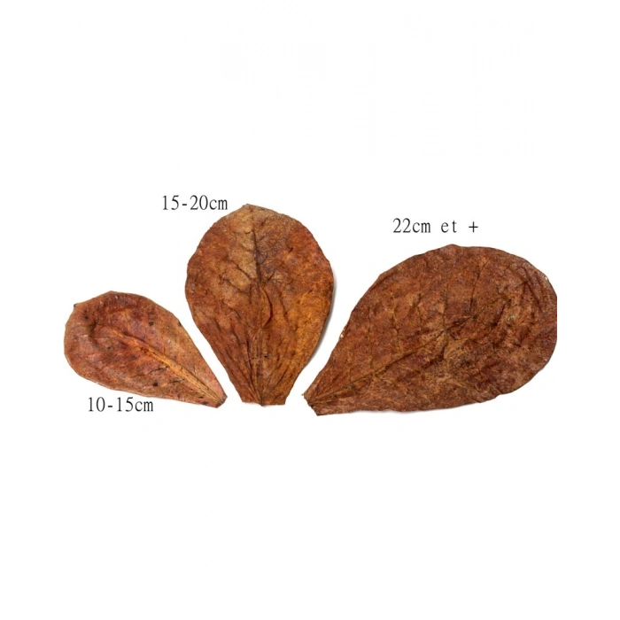 CATAPPA YAPRAĞI L BOY 16-20 CM