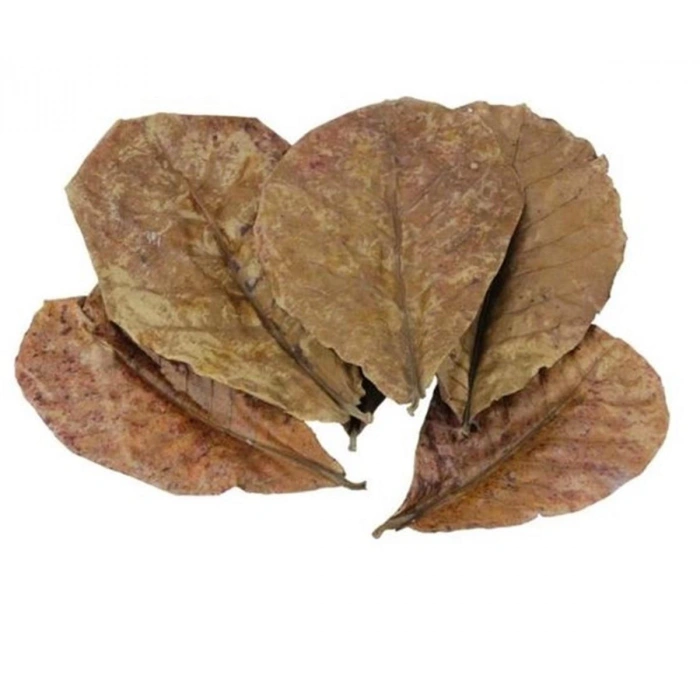 CATAPPA YAPRAĞI S BOY 8-12 CM