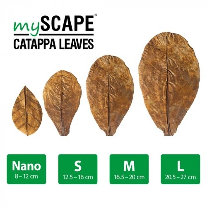 CATAPPA YAPRAĞI S BOY 8-12 CM