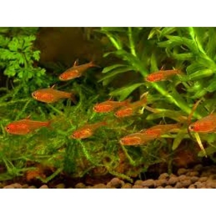 EMBER TETRA
