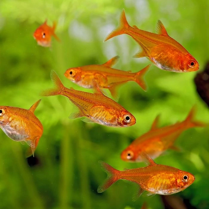 EMBER TETRA