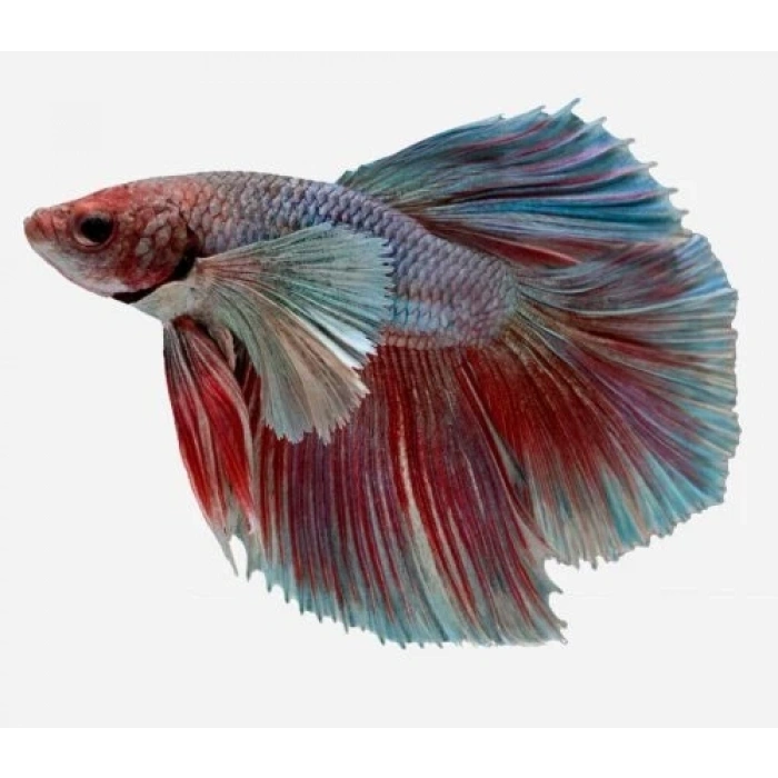 HALFMOON BETA XL ERKEK
