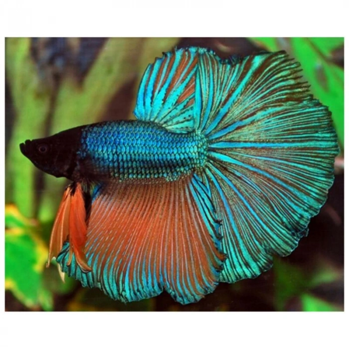 HALFMOON BETA XL ERKEK