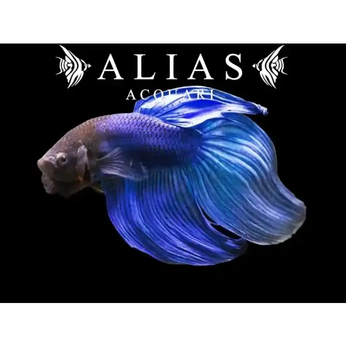 HALFMOON BETA XL ERKEK