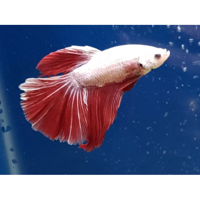 HALFMOON BETA XL ERKEK
