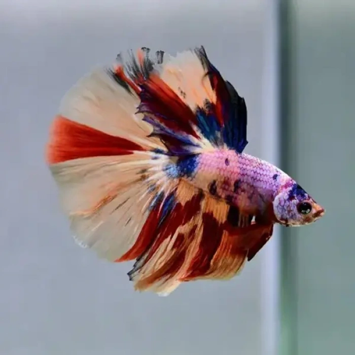 HALFMOON BETA XL ERKEK