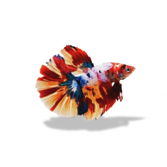 HALFMOON MULTICOLOR BETA ERKEK