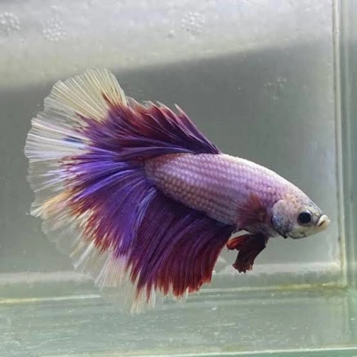 HALFMOON MULTICOLOR BETA ERKEK