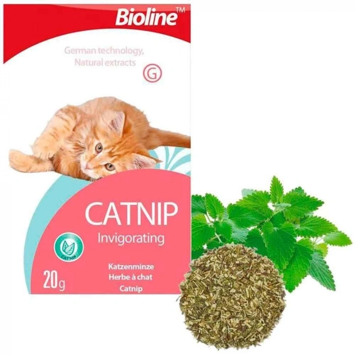 KEDİ OTU NANE