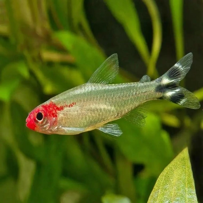 KIRMIZI BURUN TETRA
