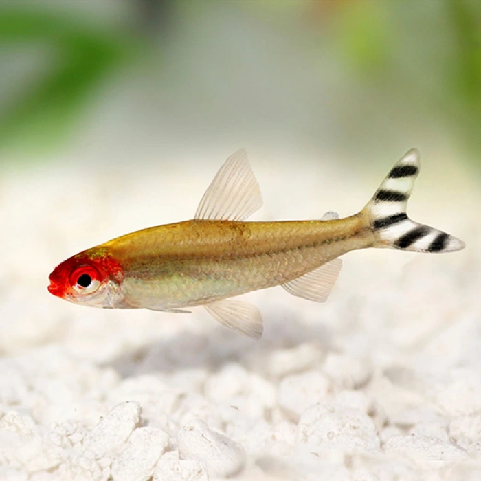 KIRMIZI BURUN TETRA