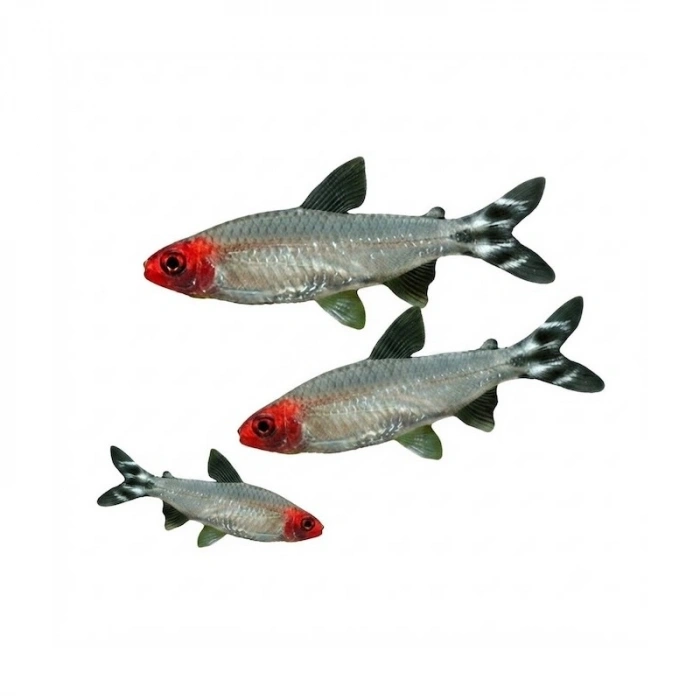 KIRMIZI BURUN TETRA