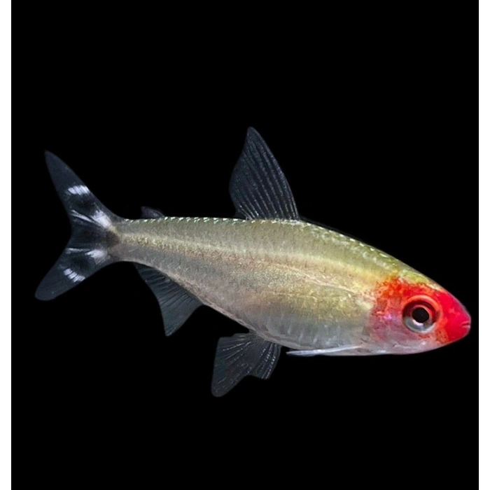 KIRMIZI BURUN TETRA L