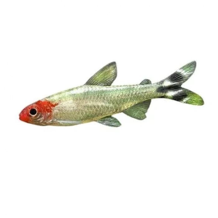 KIRMIZI BURUN TETRA L