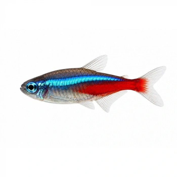 NEON TETRA L