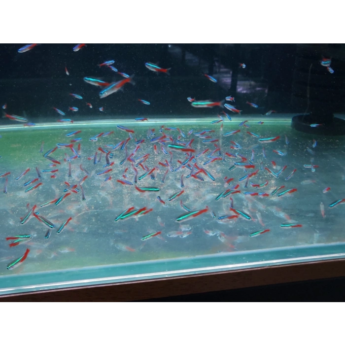 NEON TETRA L