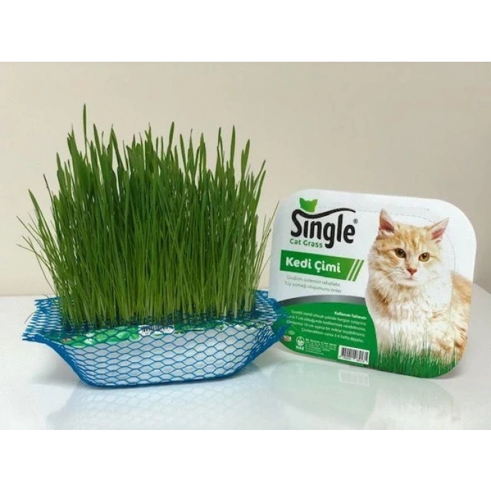 SİNGLE KEDİ ÇİMİ