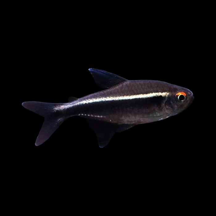 SİYAH NEON TETRA