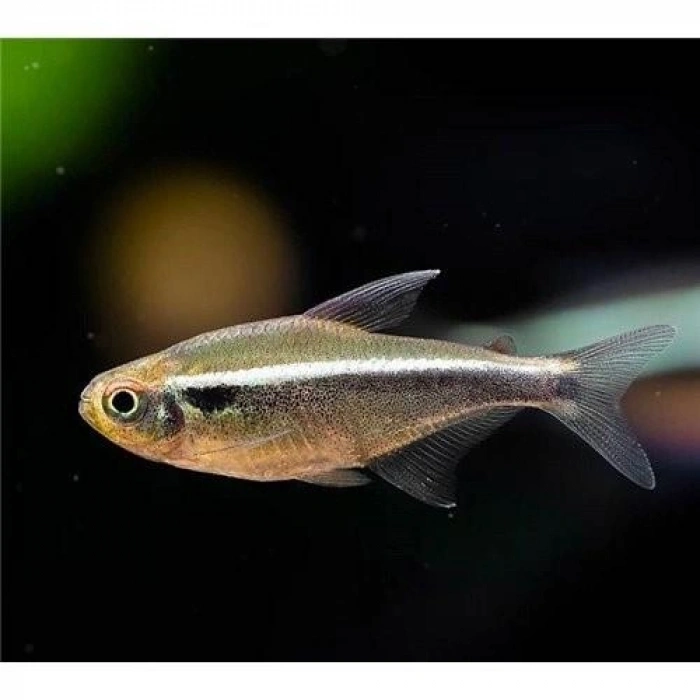 SİYAH NEON TETRA