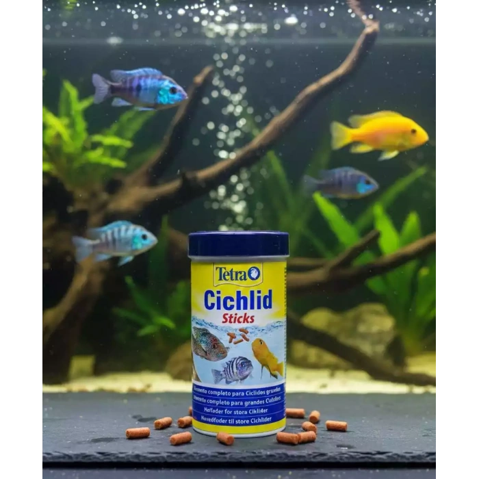 TETRA CİCHLİD KOVA