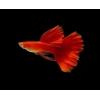 ALBİNO FULL RED LEPİSTES