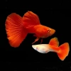 ALBİNO FULL RED LEPİSTES