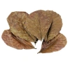 CATAPPA YAPRAĞI L BOY 16-20 CM