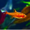 EMBER TETRA