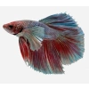 HALFMOON BETA XL ERKEK