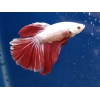 HALFMOON BETA XL ERKEK