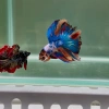 HALFMOON MULTICOLOR BETA ERKEK
