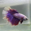 HALFMOON MULTICOLOR BETA ERKEK